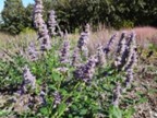 Anise hyssop (Agastache foeniculum)