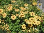 Black Eyed Susan (Rudbeckia hirta)