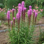 Blazing star (Liatris spicata)