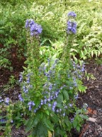 Blue lobelia (Lobelia siphilitica)