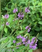 Blue Vervain (Verbena hastata)