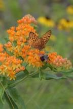 Butterfly weed (Asclepias tuborosa)