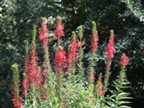 Cardinal Flower (Lobelia cardinalis)