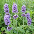 Downy Wood Mint (Blephilia ciliata)