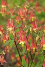 Eastern Red Columbine (Aquilegia canadensis)