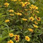 False 
sunflower (Heliopsis helianthoides)
