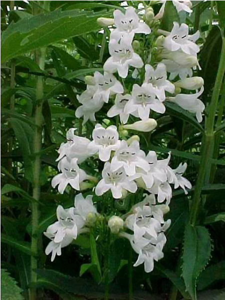 Foxglove 
beardtongue (Penstemon digitalis)
