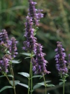 Purple giant hyssop (Agastache scrophulariifolia) 