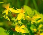 Great St. 
John's Wort (Hypericum ascyron)