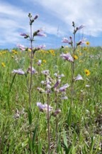 Hairy 
Penstemon (Penstemon hisutus)
