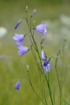 Harebell (Campanula rotundifolia)