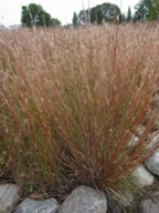 Little 
Bluestem (Schizachyrium scoparium)
