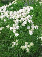 Mountain mint 	(Pycnanthemum tenuifolium)
