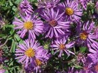 New England Aster 	(Symphyotrichum novae-angliae)