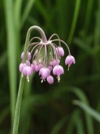 Nodding Onion (Allium cernuum)