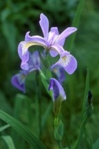 North Blue Flag Iris (Iris versicolor)