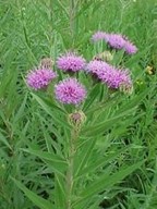 New York Ironweed (Vernonia noveboracensis)