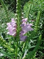 Obedient plant (Physostegia virginiana)