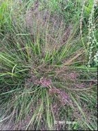 Purple Love Grass (Eragrostis spectabilis)