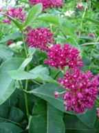 Purple 
milkweed (Asclepias purpurascens)
