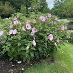 Rose mallow (Hibiscus moscheutos)