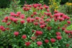 Scarlet bee balm (Monarda didyma)