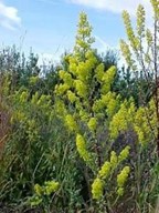 Showy 
goldenrod (Solidago speciosa)