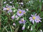 Smooth blue aster (Symphyotrichum laeve)