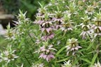 Spotted Bee Balm (Monarda punctata)