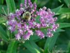 Swamp milkweed (Asclepias incarnata)