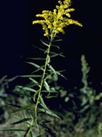 Sweet 
goldenrod (Solidago Odora)
