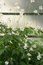 Tall 
Thimbleweed (Anemone virginiana)