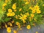 Tickseed (Coreopsis lanceolata)