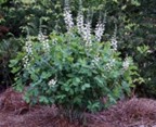 White wild indigo (Baptisia Alba)