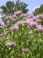 Wild bergamot (Monarda fistulosa)