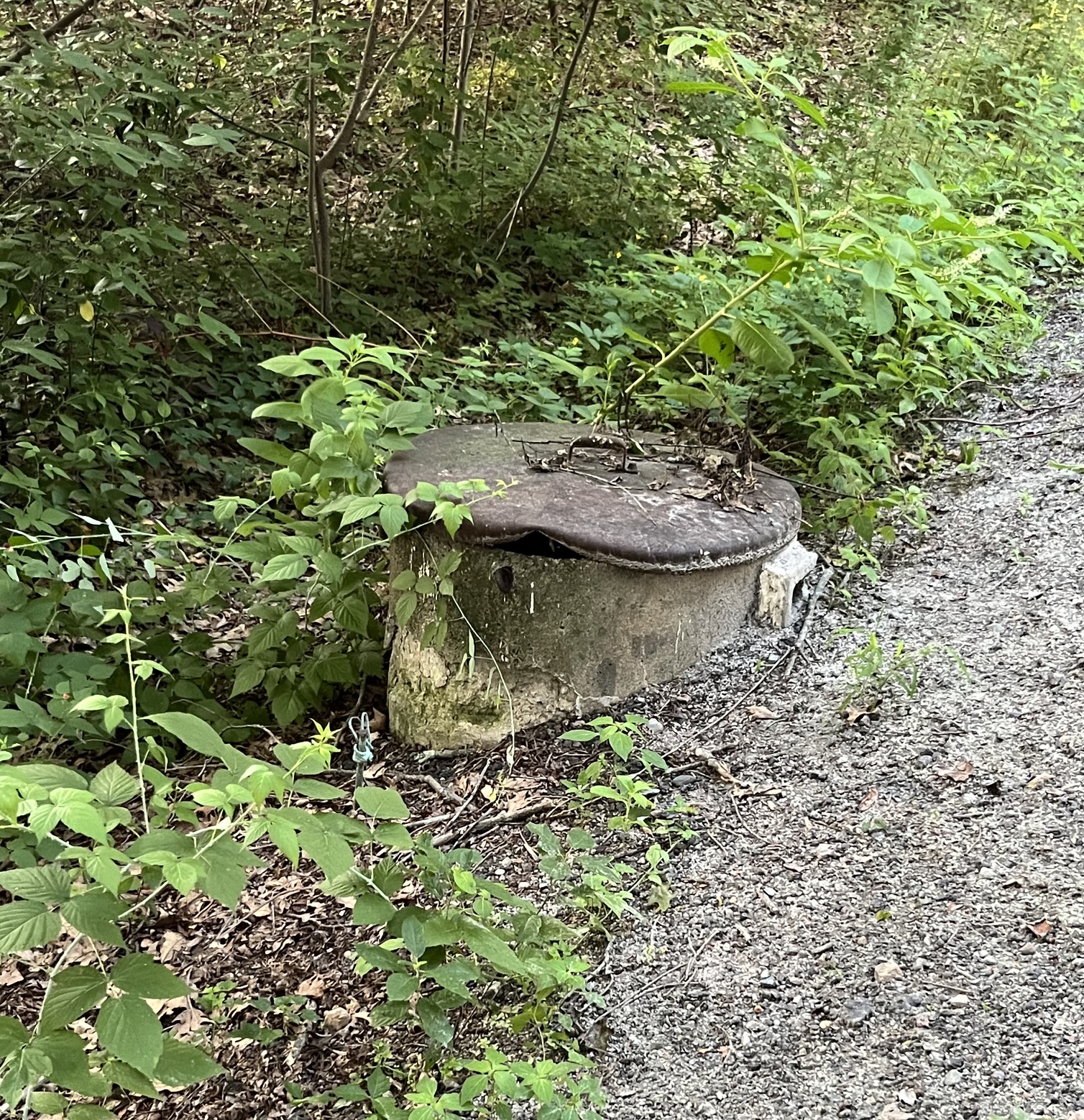The cylindrical concrete battery well before restoration, half hidden by brush with its corroded lid sitting askew